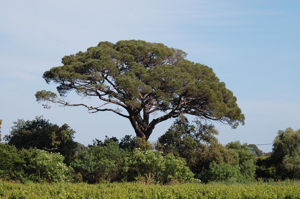 Hébergement de vacances Chateau De La Clapiere Hyères